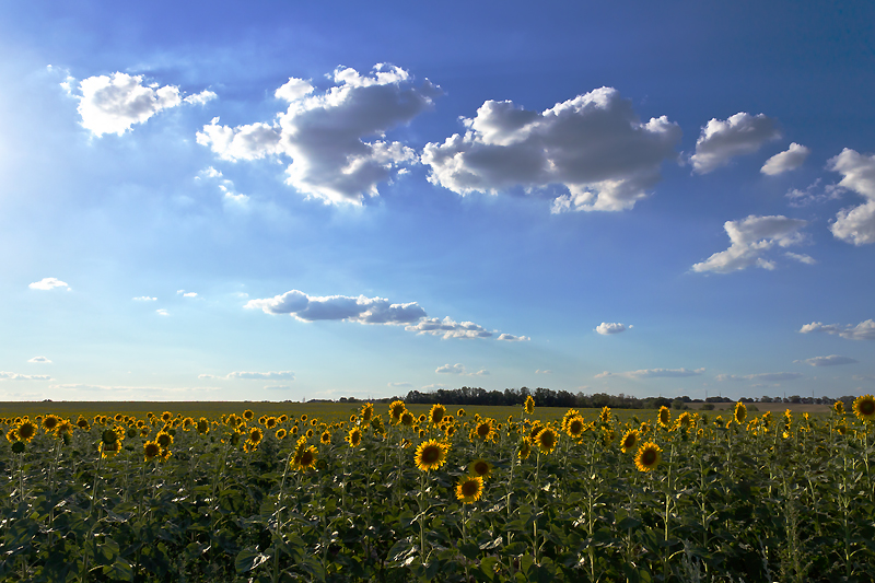 photo "***" tags: landscape, nature, clouds, evening, field, shadow, summer, sun, sunflowers, sunset