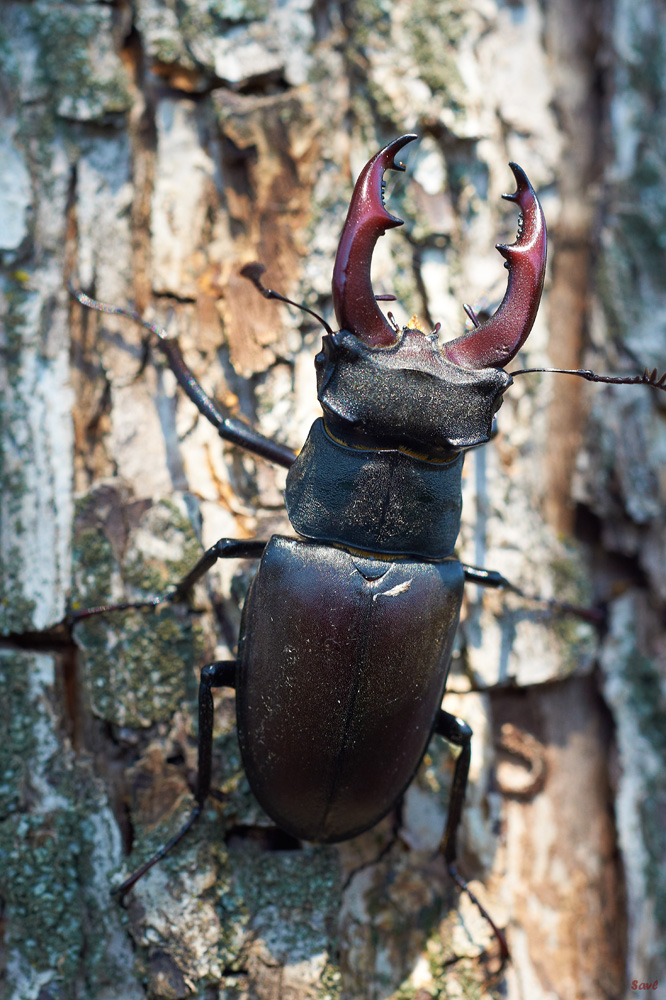 photo "***" tags: nature, insect