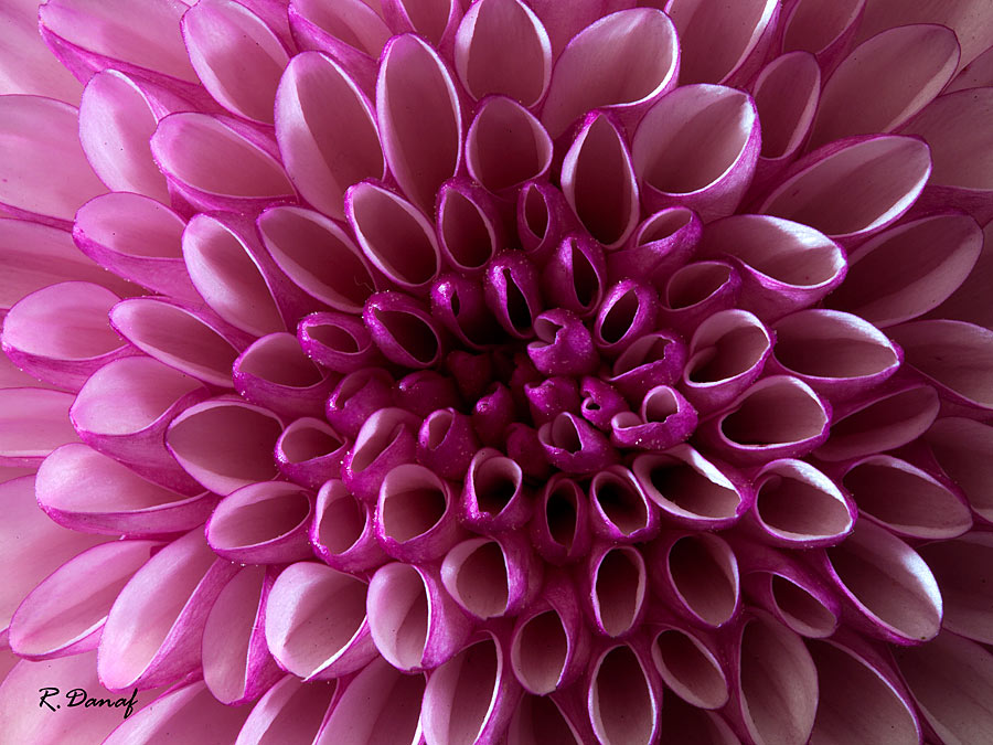 photo "Pink" tags: nature, macro and close-up, 