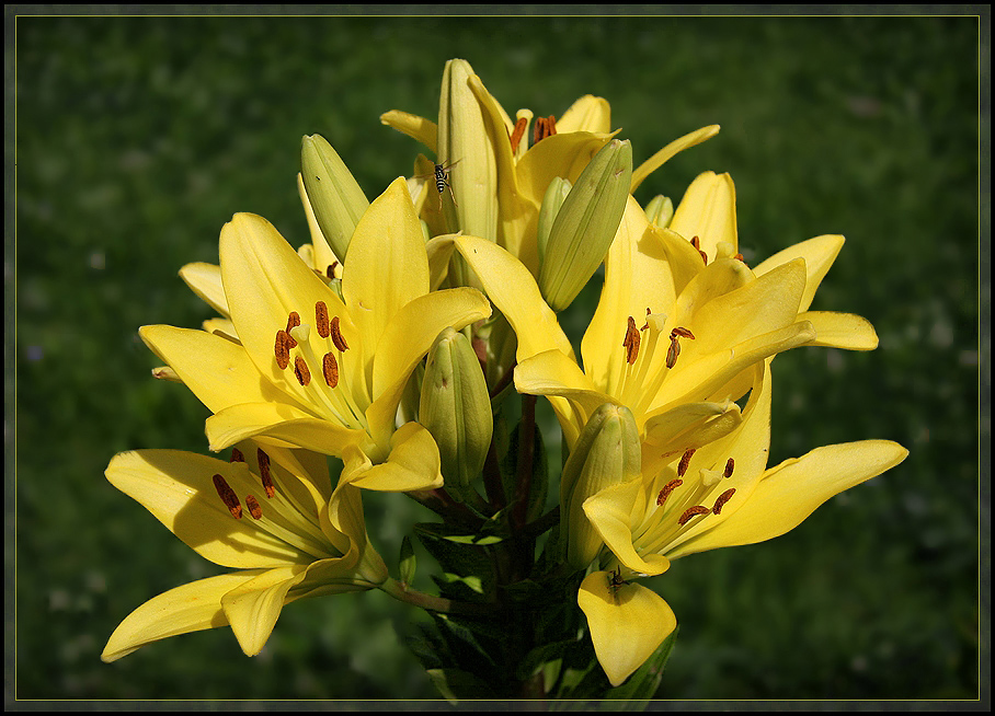 photo "Sunny bouquet" tags: nature, flowers