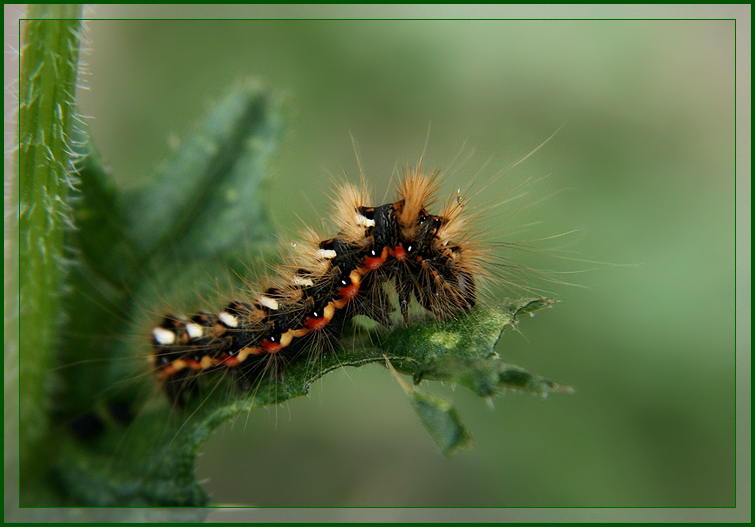 photo "Shaggy hippie" tags: nature, macro and close-up, insect