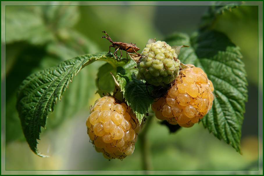 photo "Уellow raspberry" tags: nature, macro and close-up, summer