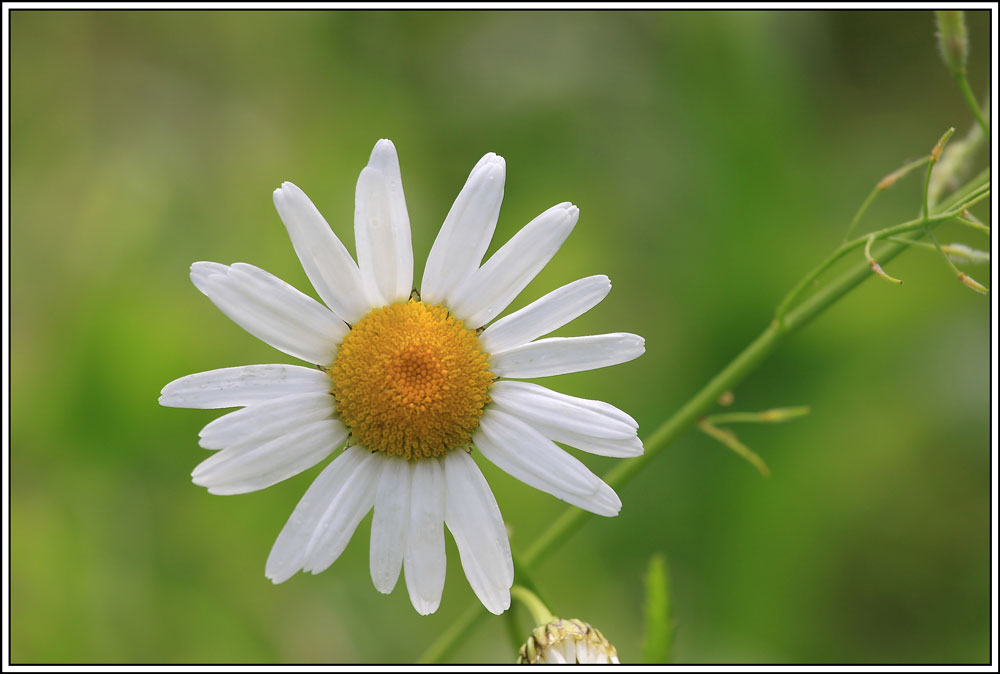 photo "***" tags: , flowers