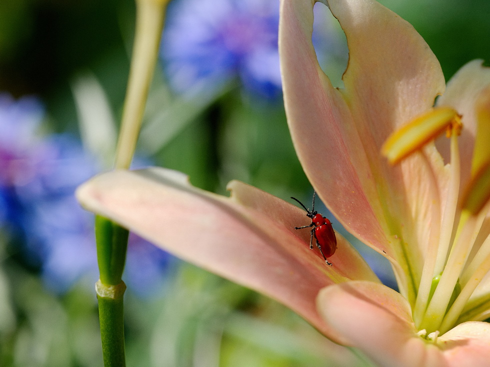 photo "***" tags: macro and close-up, 