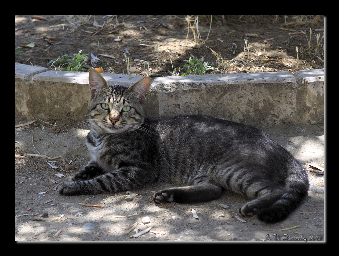 photo "Local cheshire cat :)" tags: nature, humor, Europe, pets/farm animals