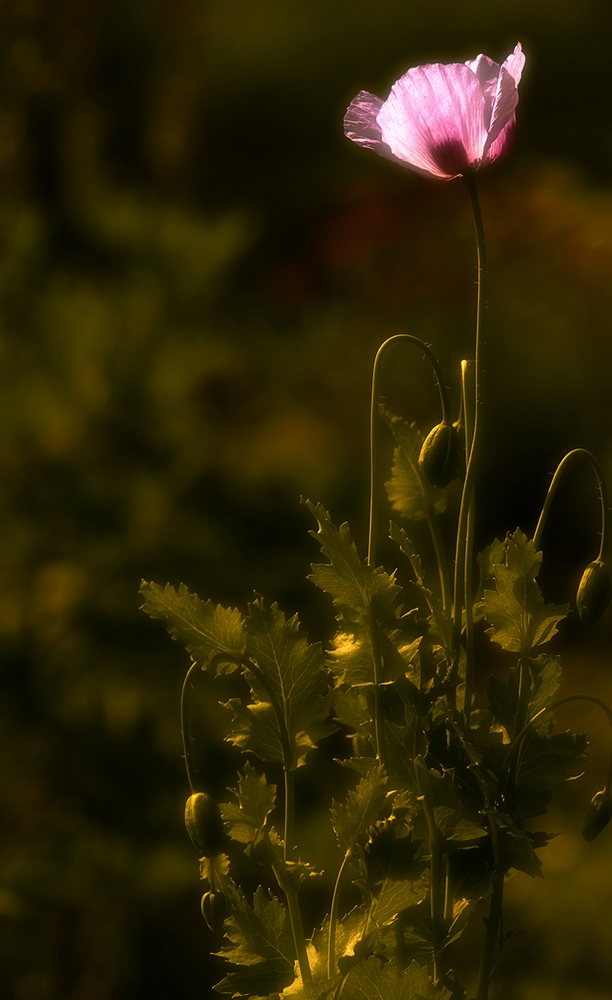 photo "***" tags: macro and close-up, 