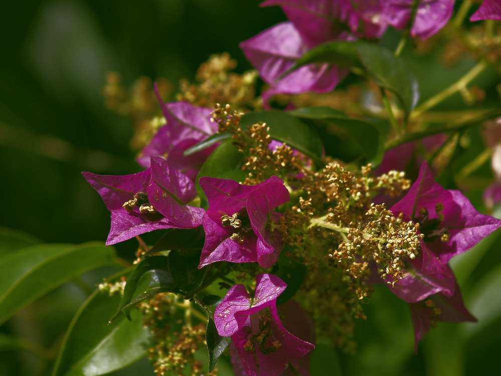 photo "***" tags: nature, flowers