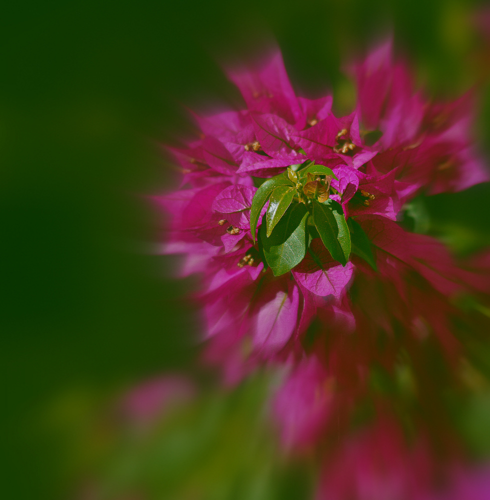 photo "***" tags: nature, flowers