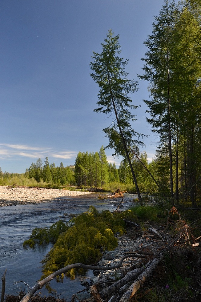 photo "***" tags: landscape, forest, river, summer