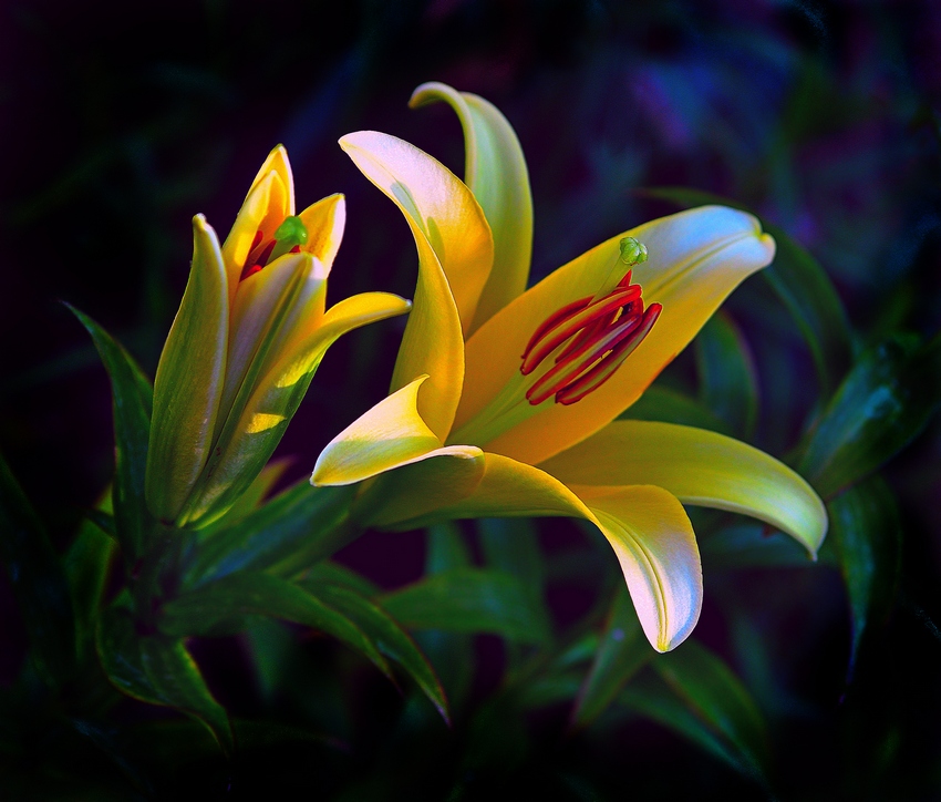 photo "***" tags: nature, 
