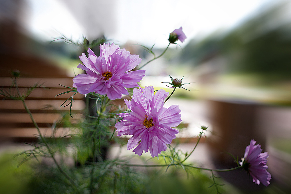 photo "***" tags: nature, flowers