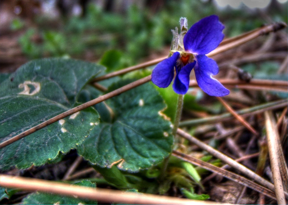 photo "Viola odorata" tags: nature, macro and close-up, 