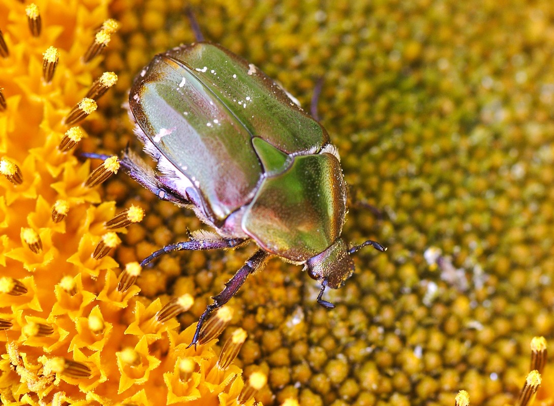 photo "***" tags: macro and close-up, 