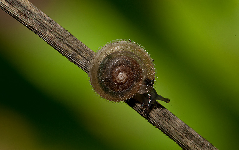 photo "***" tags: macro and close-up, nature, 