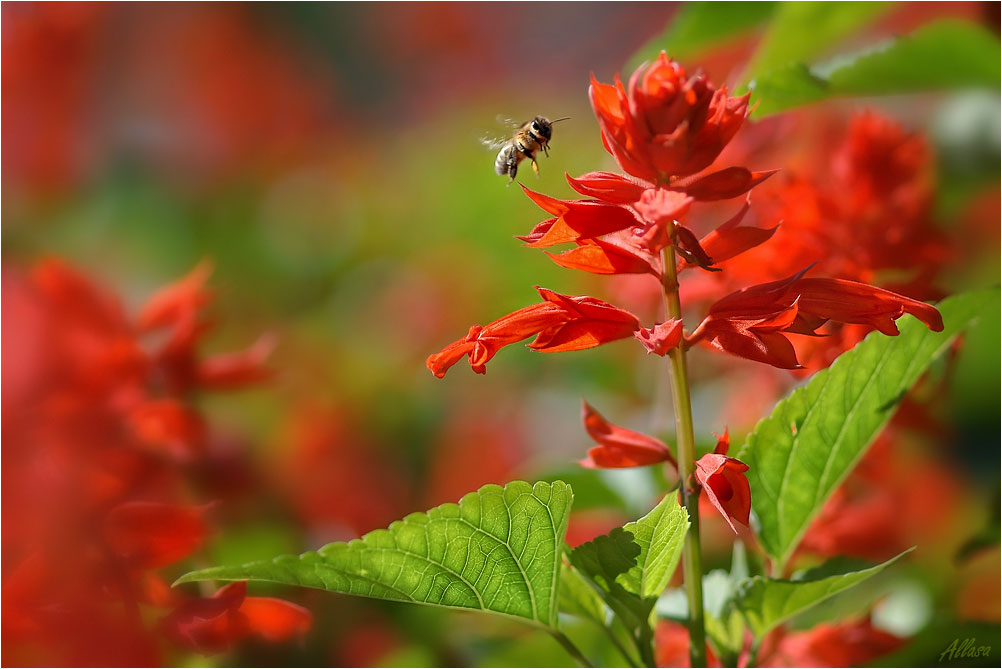photo "***" tags: nature, 