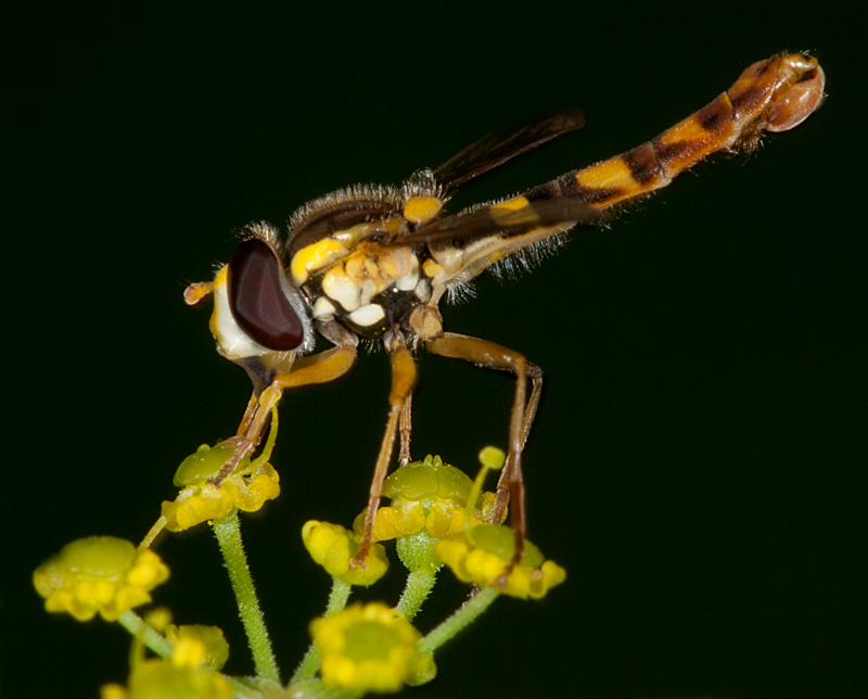 photo "***" tags: macro and close-up, 