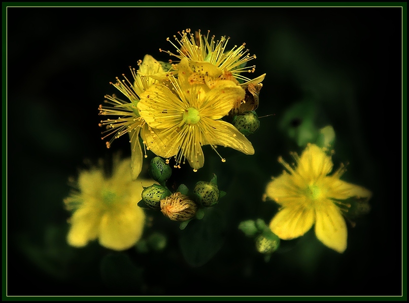 photo "Hypericum – 2" tags: nature, flowers, summer