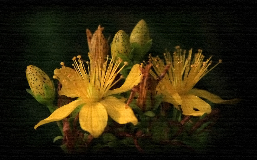 photo "Hypericum – 3" tags: nature, digital art, flowers