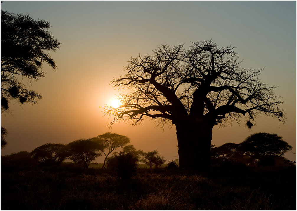 photo "Landscape with baobab" tags: landscape, 