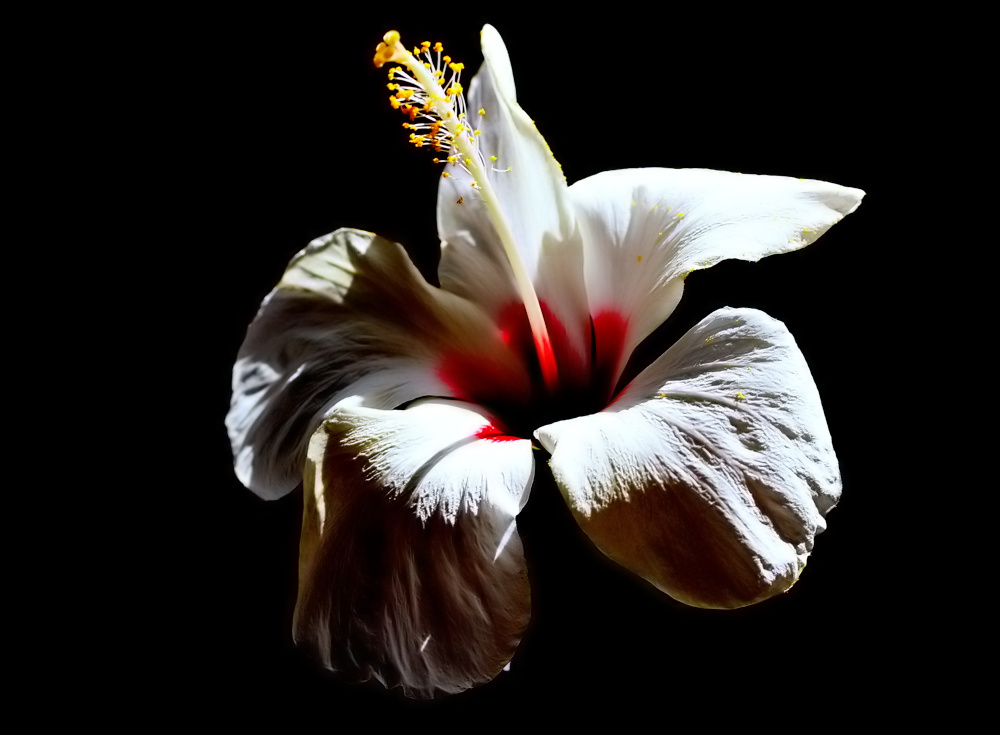 photo ""The white Hibiscus..."" tags: nature, 