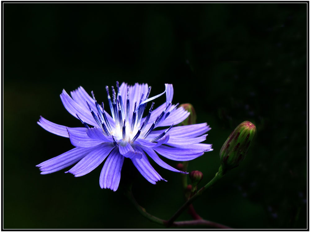 photo "***" tags: nature, macro and close-up, 