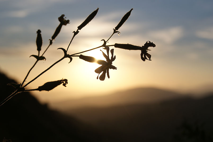 photo "Цветок" tags: landscape, flowers, mountains, sunset