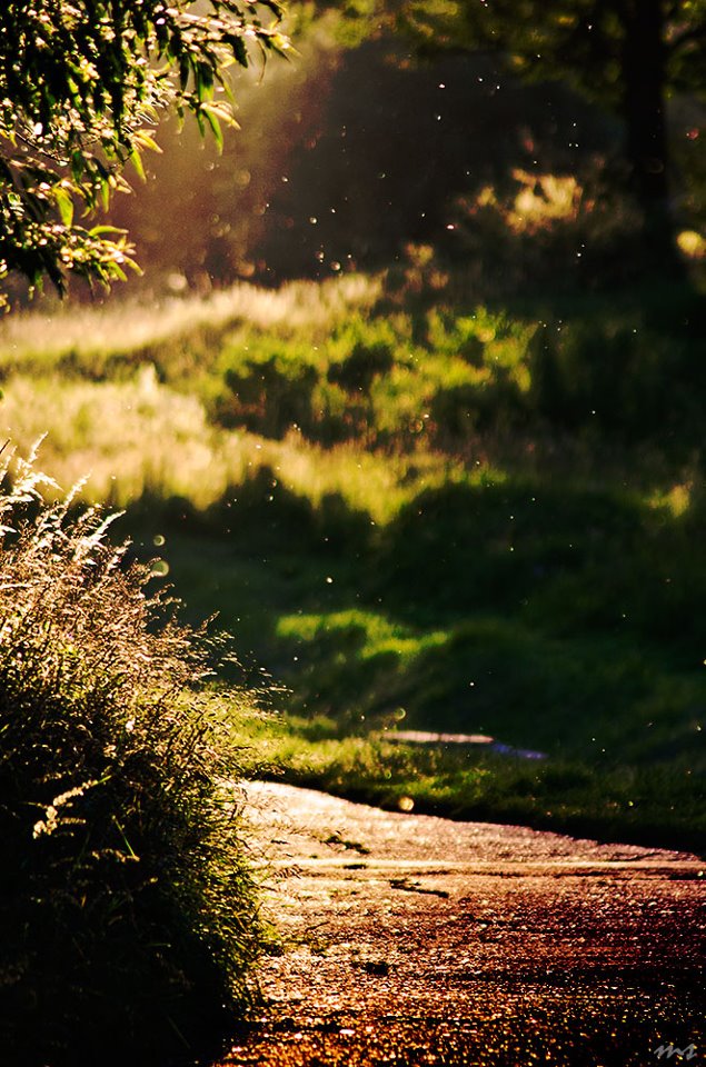 photo "Discovery" tags: landscape, nature, Europe, mountains, summer, sun, sunset