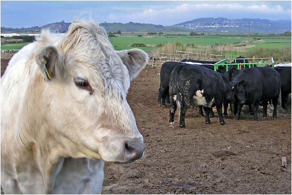 photo "***" tags: nature, pets/farm animals, быки, коровы