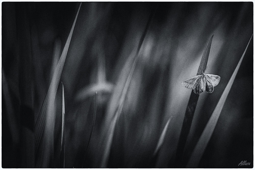 photo "***" tags: , 