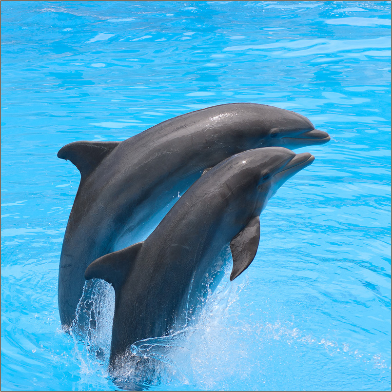 photo "Playful dolphins" tags: nature, travel, Дельфин, Тенерифе, зоопарк, игра, лоропарк, путешествия, шоу
