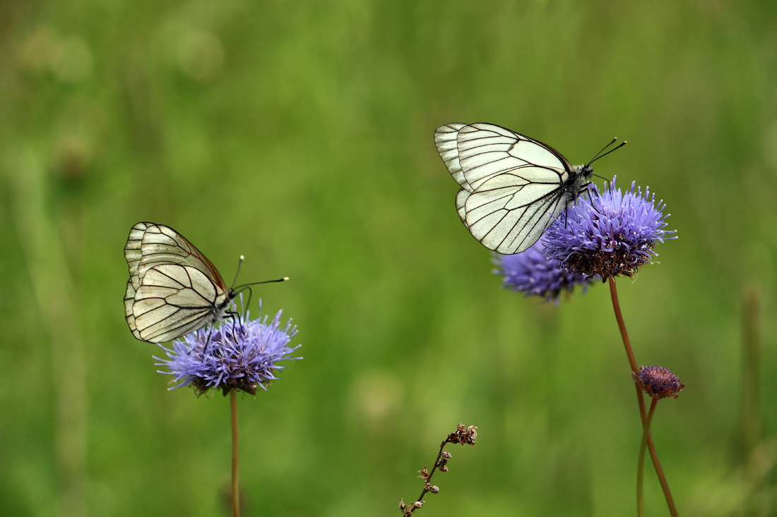 photo "***" tags: nature, butterfly, butterfly, flowers