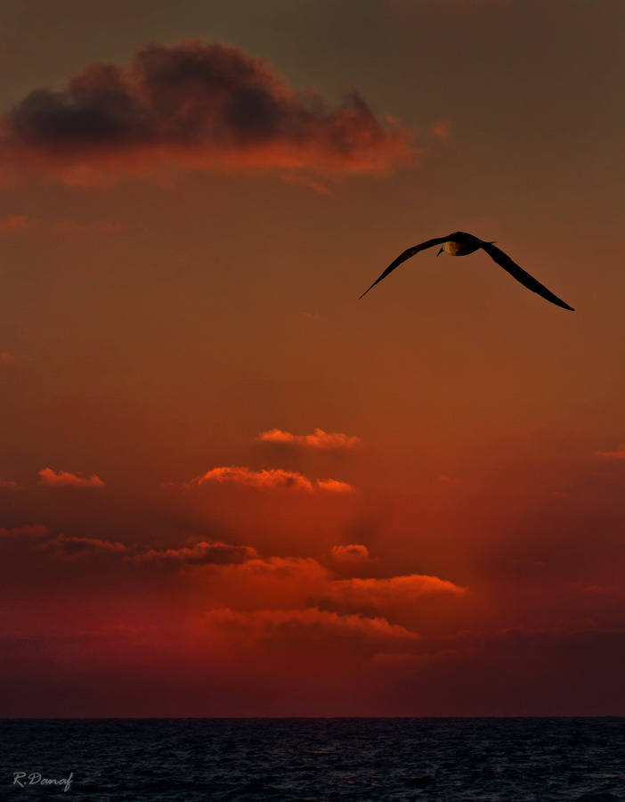 photo "Sunset flight" tags: travel, nature, Africa, sunset, water, wild animals