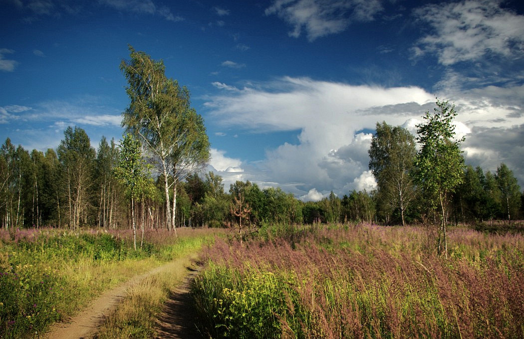 photo "Top of Summer" tags: landscape, clouds, forest, road, summer