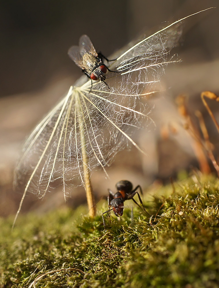 фото "Раз, два, три, четыре, пять, я иду тебя искать" метки: макро и крупный план, природа, жанр, муравей, насекомое