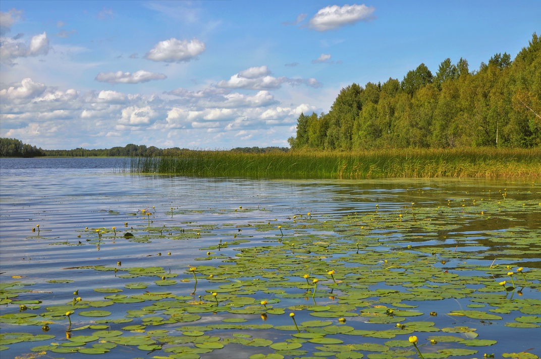 фото "Кувшинки." метки: природа, 