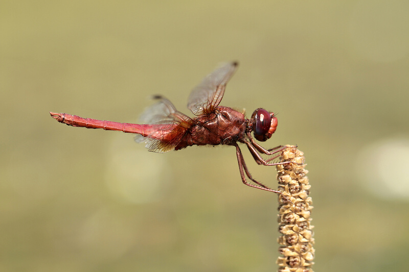 photo "***" tags: nature, 