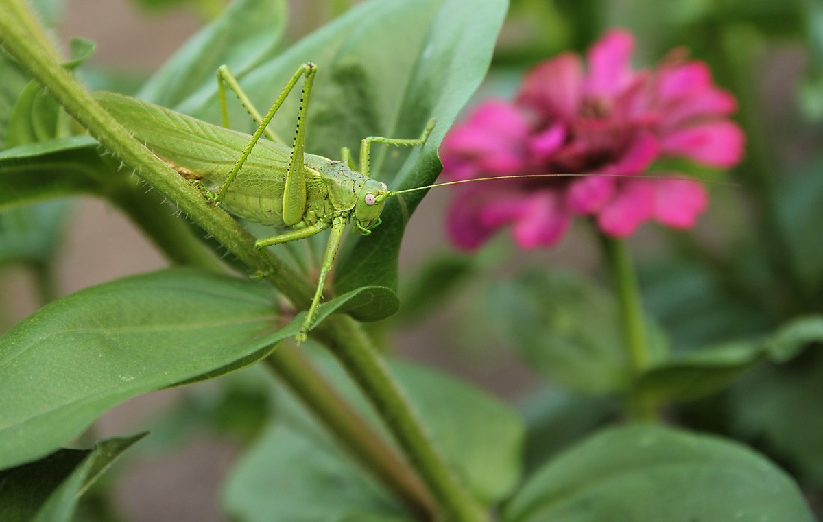 photo "***" tags: macro and close-up, 