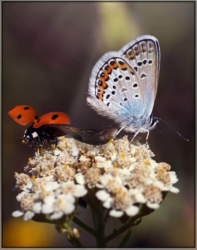 photo "макро" tags: macro and close-up, nature, montage, flowers, insect