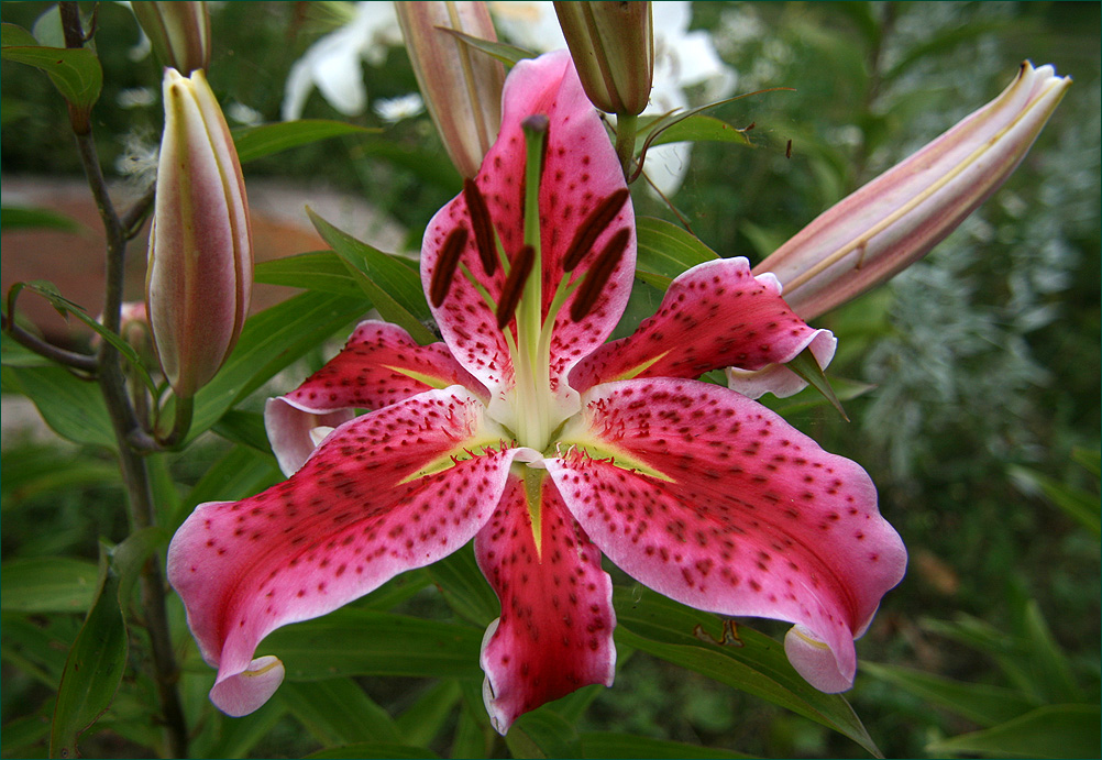 photo "Wavy" tags: nature, flowers, summer