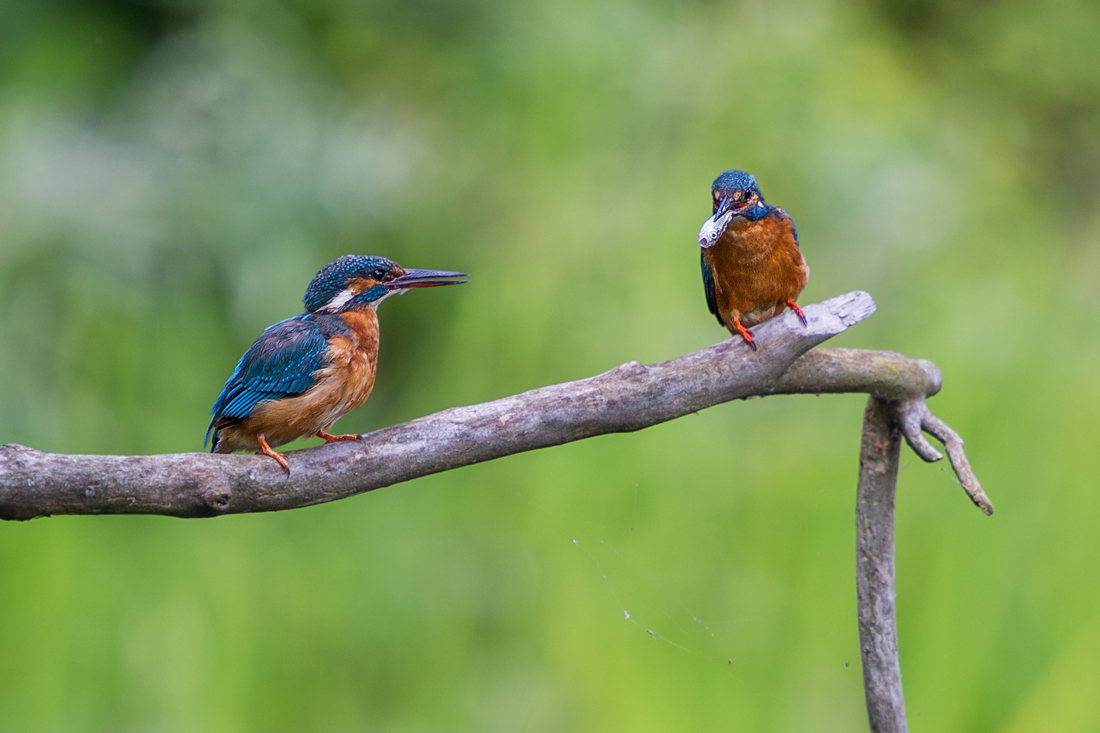 photo "Зимородки" tags: nature, Common Kingfisher, Eisvogel, bird, wild animals, зимородки, птички