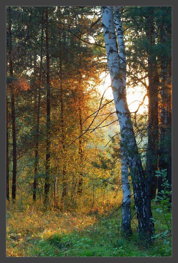 photo "Sunset light" tags: landscape, forest, summer, sun, sunset