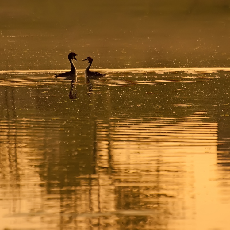 photo "***" tags: nature, Europe, spring, sunset, wild animals, Литва, веринайс, двештуки, итд, оченькрасиво, почтиШедевр, птички