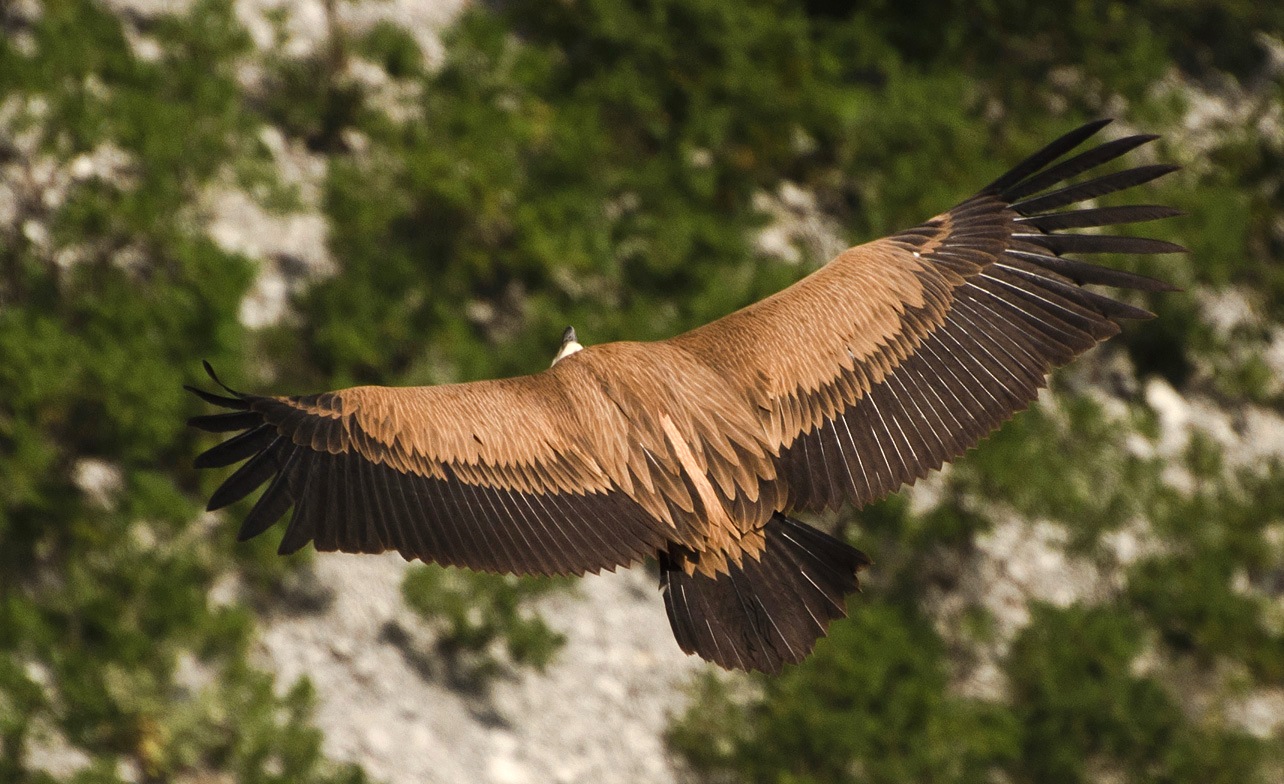 photo "***" tags: nature, flight, wings, Сип, размах