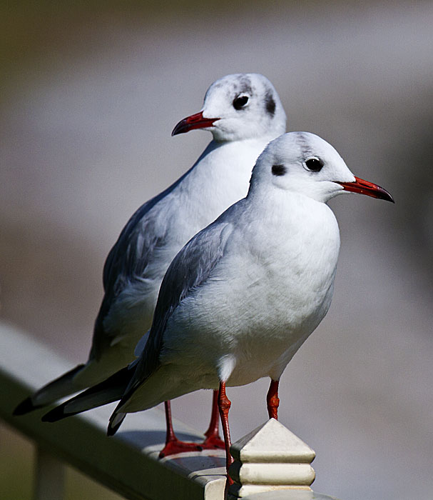 photo "Gulls" tags: travel, nature, 