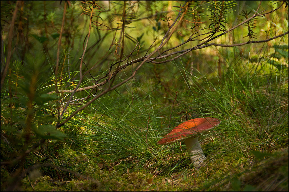 photo "Mushroom time" tags: nature, summer, грибы