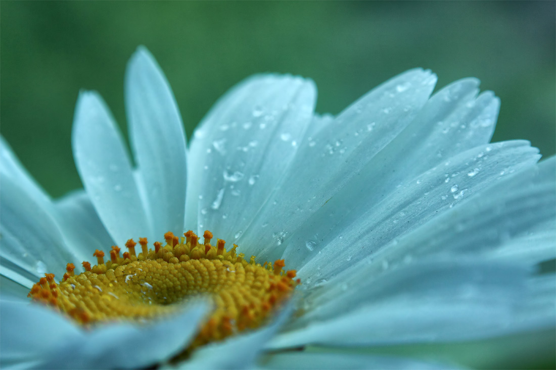 photo "***" tags: nature, macro and close-up, 