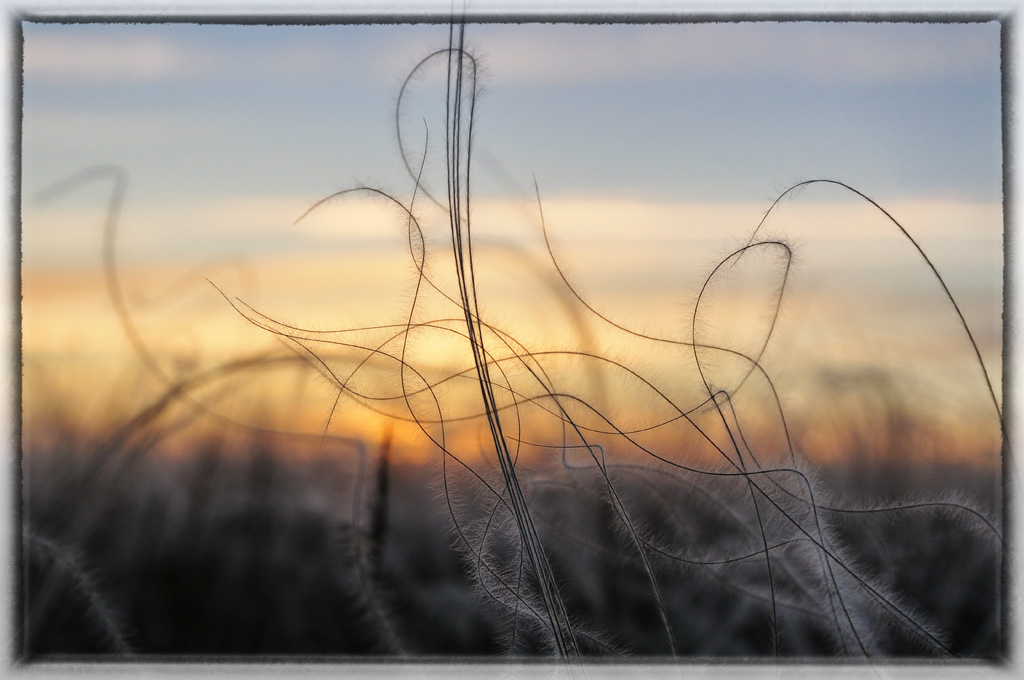 photo "***" tags: nature, macro and close-up, abstract, sunset