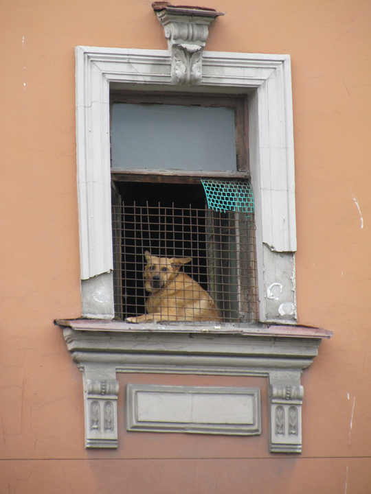 photo "prisoner" tags: street, nature, city, собака