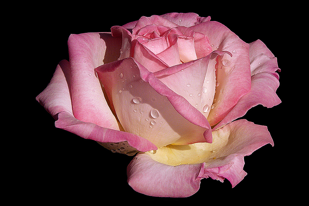 photo "***" tags: nature, macro and close-up, drop, flowers, pink, rose