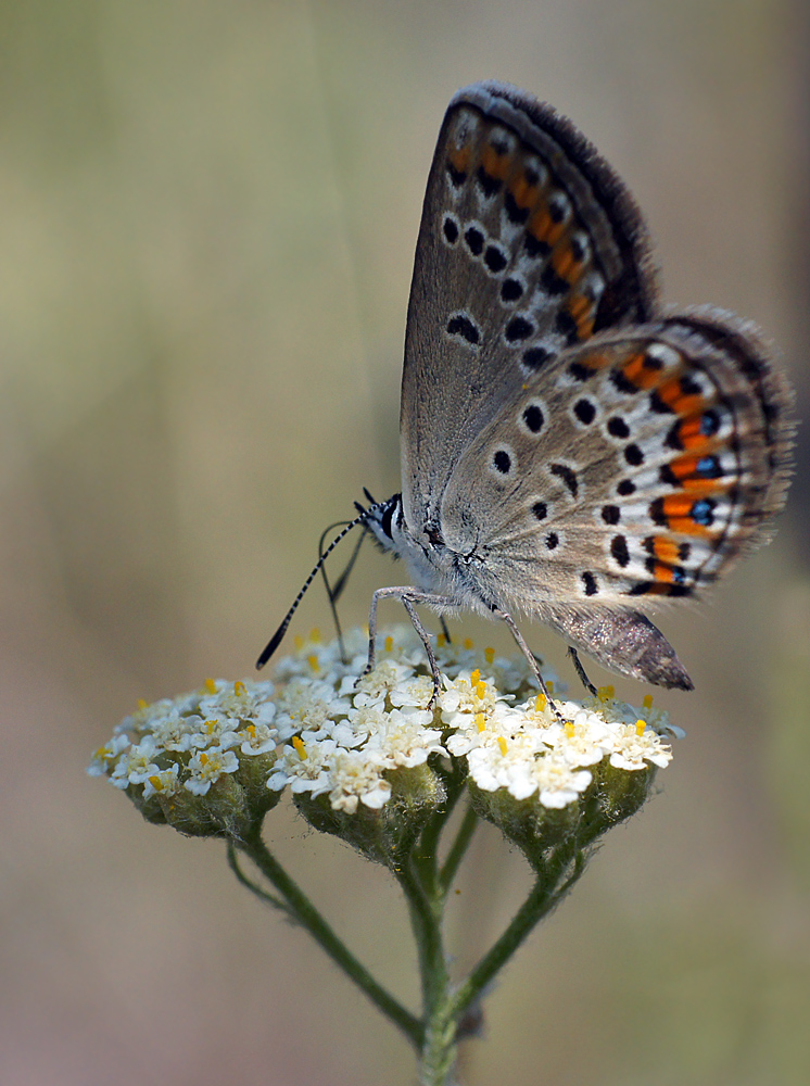 photo "бабочка-голубянка" tags: macro and close-up, nature, 